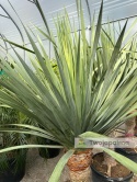 Dracena draco - Smocze drzewo wys. całkowita: ok. 200cm