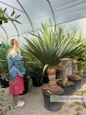 Dracena draco - Smocze drzewo wys. całkowita: ok. 200cm