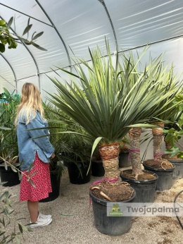 Dracena draco - Smocze drzewo wys. całkowita: ok. 200cm