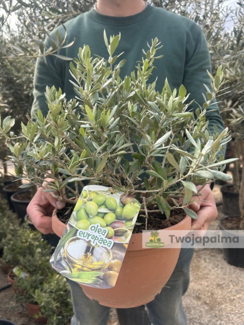Drzewko Oliwne, Oliwka europejska (Olea europaea) wys. całkowita ok. 40-50cm