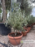 Drzewko Oliwne, Oliwka europejska (Olea europaea) wys. całkowita ok. 40-50cm