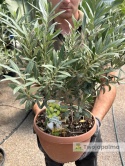 Drzewko Oliwne, Oliwka europejska (Olea europaea) wys. całkowita ok. 40-50cm