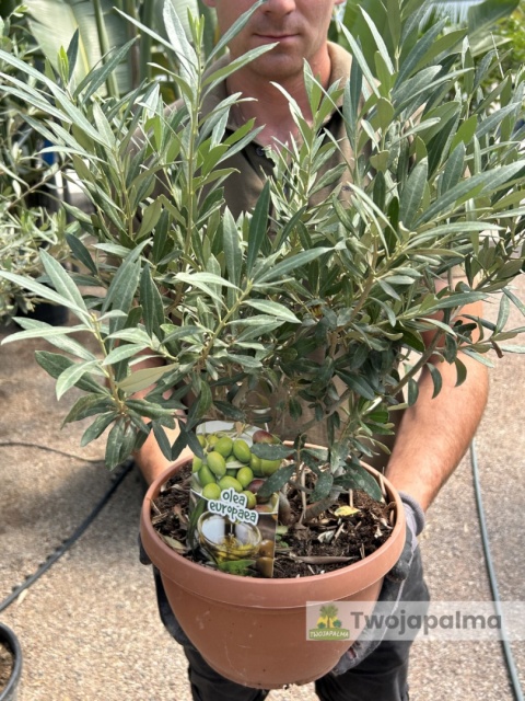 Drzewko Oliwne, Oliwka europejska (Olea europaea) wys. całkowita ok. 40-50cm