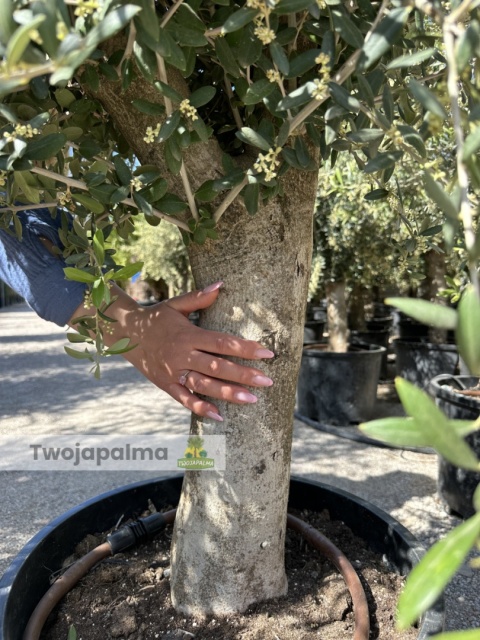 Drzewo Oliwne, Oliwka europejska (Olea europaea) wys. całkowita 170-180cm
