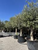 Drzewo Oliwne, Oliwka europejska (Olea europaea) wys. całkowita 170-180cm