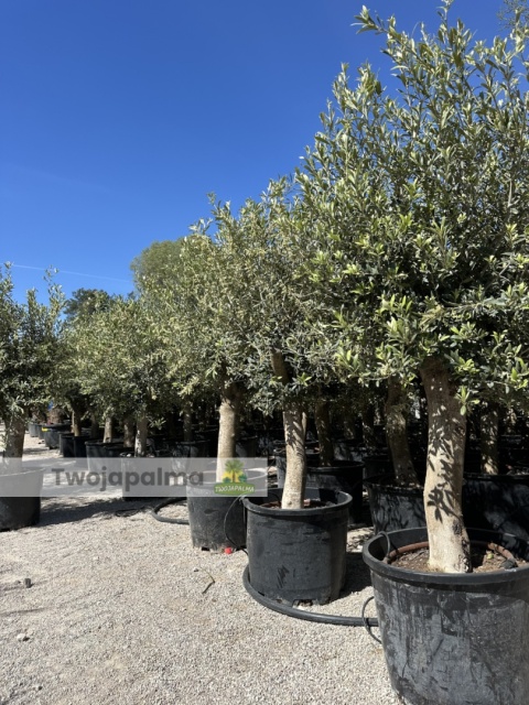 Drzewo Oliwne, Oliwka europejska (Olea europaea) wys. całkowita 170-180cm