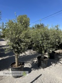 Drzewo Oliwne, Oliwka europejska (Olea europaea) wys. całkowita 170-180cm