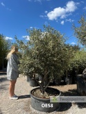 Drzewo Oliwne, Oliwka europejska (Olea europaea) wys. całkowita ok. 210cm OE58