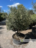 Drzewo Oliwne, Oliwka europejska (Olea europaea) wys. całkowita ok. 210cm OE58