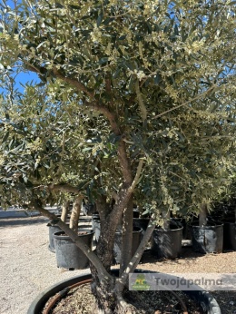 Drzewo Oliwne, Oliwka europejska (Olea europaea) wys. całkowita ok. 210cm OE58