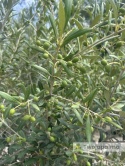 Drzewo Oliwne, Oliwka europejska (Olea europaea) wys. całkowita 170-180cm