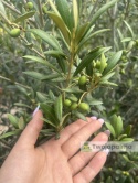 Drzewo Oliwne, Oliwka europejska (Olea europaea) wys. całkowita 170-180cm