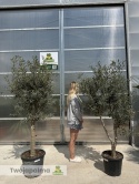 Drzewo Oliwne, Oliwka europejska (Olea europaea) wys. całkowita 180-200cm