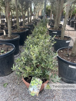 Drzewko Oliwne, Oliwka europejska (Olea europaea) wys. całkowita ok. 40-50cm