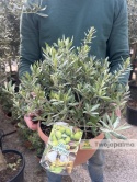 Drzewko Oliwne, Oliwka europejska (Olea europaea) wys. całkowita ok. 40-50cm