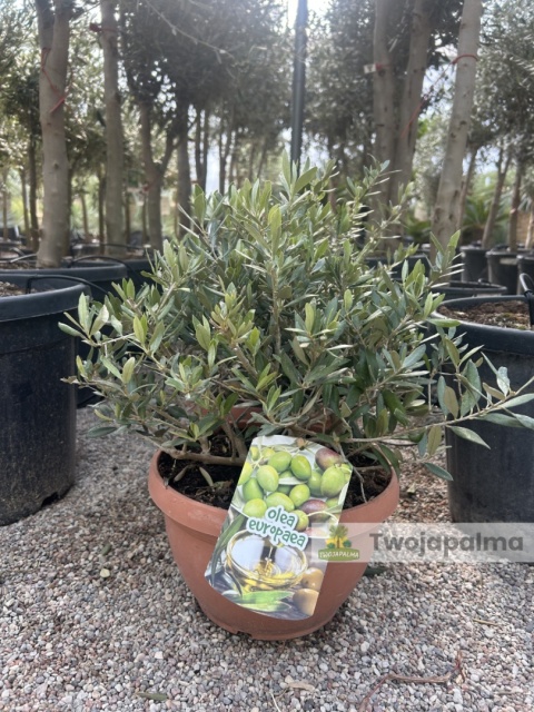 Drzewko Oliwne, Oliwka europejska (Olea europaea) wys. całkowita ok. 40-50cm