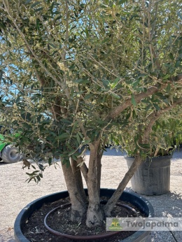 Drzewo Oliwne, Oliwka europejska (Olea europaea) wys. całkowita ok. 210cm OE59