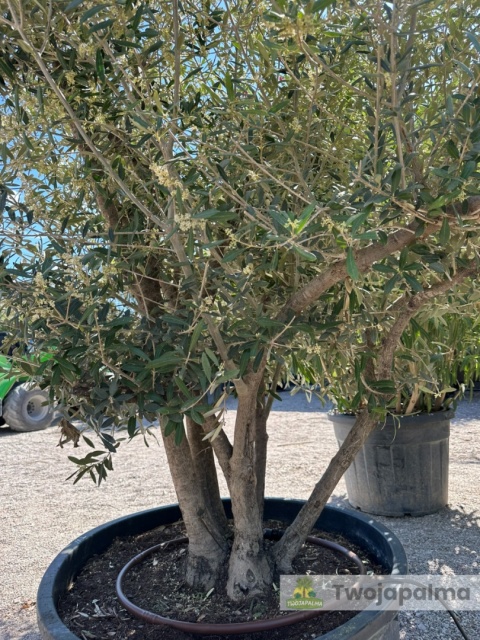 Drzewo Oliwne, Oliwka europejska (Olea europaea) wys. całkowita ok. 210cm OE59