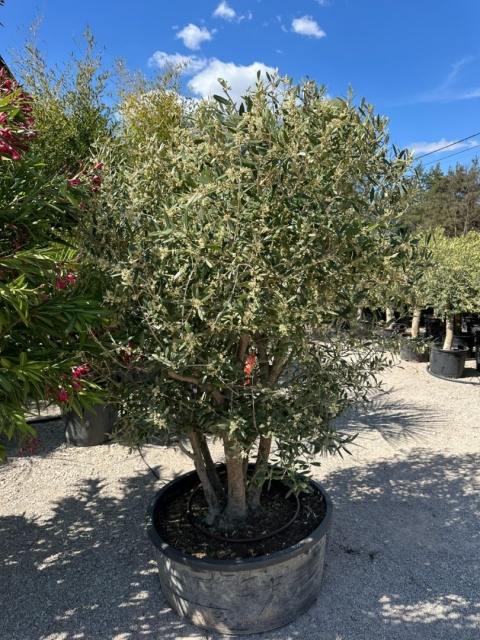 Drzewo Oliwne, Oliwka europejska (Olea europaea) wys. całkowita ok. 210cm OE59