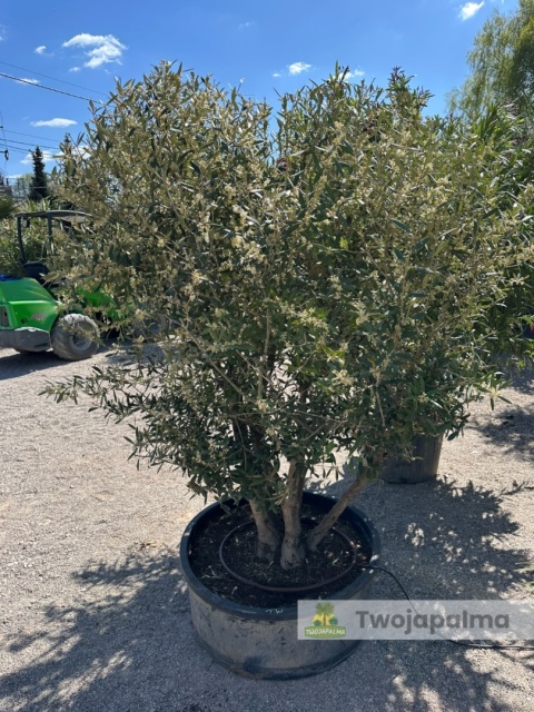 Drzewo Oliwne, Oliwka europejska (Olea europaea) wys. całkowita ok. 210cm OE59