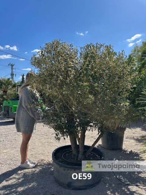 Drzewo Oliwne, Oliwka europejska (Olea europaea) wys. całkowita ok. 210cm OE59
