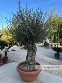 Drzewo Oliwne, Oliwka europejska (Olea europaea) wys. całkowita: ok. 250cm OE52