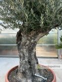 Drzewo Oliwne, Oliwka europejska (Olea europaea) wys. całkowita: ok. 250cm OE52
