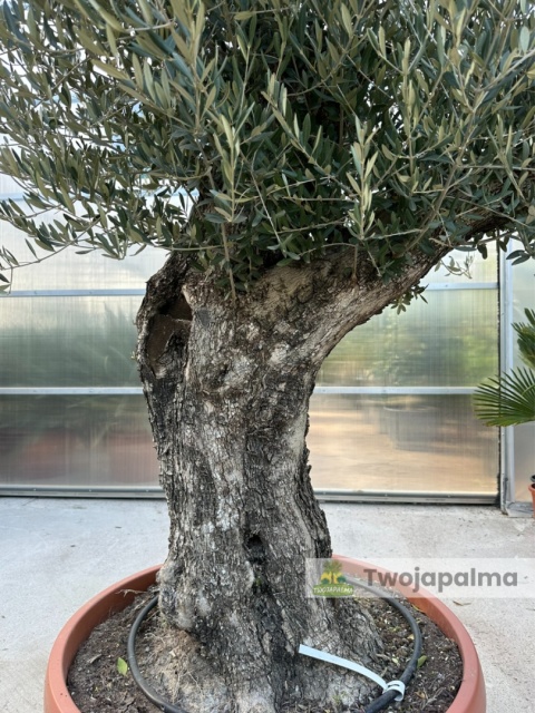 Drzewo Oliwne, Oliwka europejska (Olea europaea) wys. całkowita: ok. 250cm OE52
