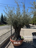 Drzewo Oliwne, Oliwka europejska (Olea europaea) wys. całkowita: ok. 250cm OE23
