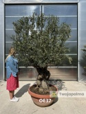 Drzewo Oliwne, Oliwka europejska (Olea europaea) wys. całkowita: ok. 250cm OE37
