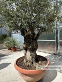 Drzewo Oliwne, Oliwka europejska (Olea europaea) wys. całkowita: ok. 250cm OE37