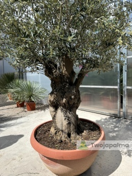 Drzewo Oliwne, Oliwka europejska (Olea europaea) wys. całkowita: ok. 250cm OE37