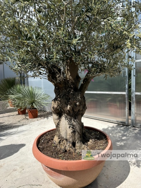 Drzewo Oliwne, Oliwka europejska (Olea europaea) wys. całkowita: ok. 250cm OE37