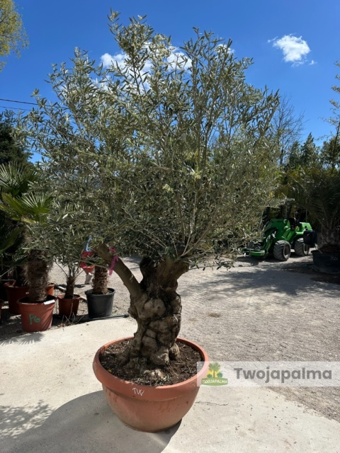 Drzewo Oliwne, Oliwka europejska (Olea europaea) wys. całkowita: ok. 250cm OE37