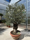 Drzewo Oliwne, Oliwka europejska (Olea europaea) wys. całkowita: ok. 250cm OE37