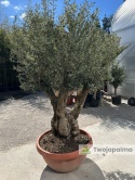 Drzewo Oliwne, Oliwka europejska (Olea europaea) wys. całkowita: ok. 250cm OE38
