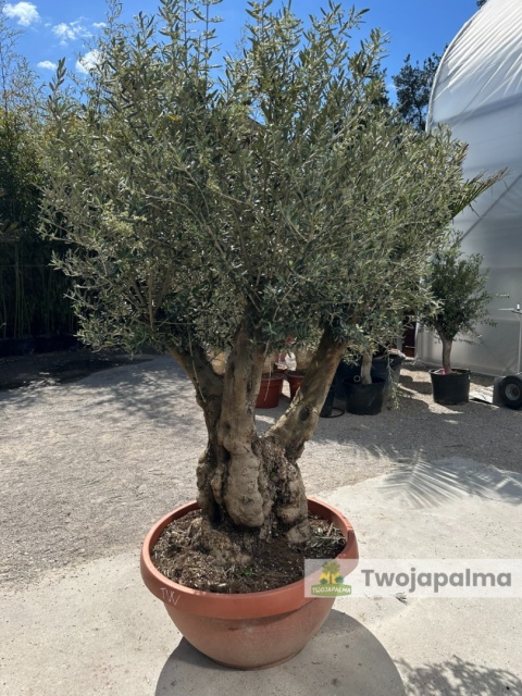 Drzewo Oliwne, Oliwka europejska (Olea europaea) wys. całkowita: ok. 250cm OE38