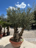Drzewo Oliwne, Oliwka europejska (Olea europaea) wys. całkowita: ok. 250cm OE38