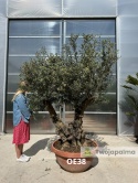 Drzewo Oliwne, Oliwka europejska (Olea europaea) wys. całkowita: ok. 250cm OE38