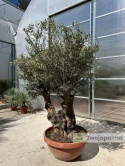 Drzewo Oliwne, Oliwka europejska (Olea europaea) wys. całkowita: ok. 250cm OE38