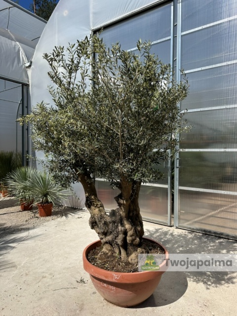 Drzewo Oliwne, Oliwka europejska (Olea europaea) wys. całkowita: ok. 250cm OE38