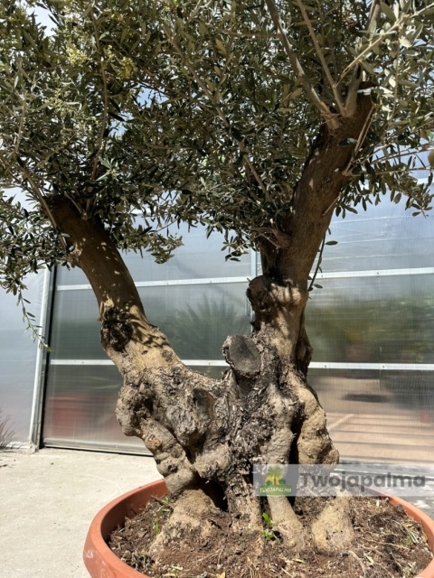 Drzewo Oliwne, Oliwka europejska (Olea europaea) wys. całkowita: ok. 250cm OE38