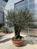 Drzewo Oliwne, Oliwka europejska (Olea europaea) wys. całkowita: ok. 240cm OE39