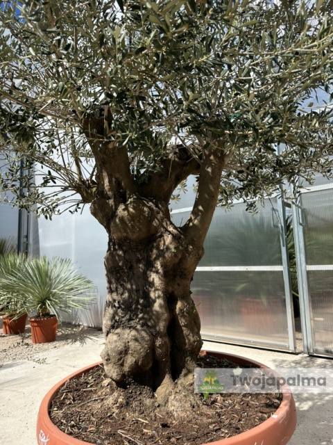 Drzewo Oliwne, Oliwka europejska (Olea europaea) wys. całkowita: ok. 240cm OE39