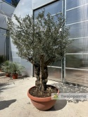 Drzewo Oliwne, Oliwka europejska (Olea europaea) wys. całkowita: ok. 250cm OE40