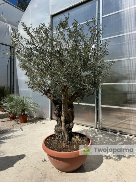Drzewo Oliwne, Oliwka europejska (Olea europaea) wys. całkowita: ok. 250cm OE40