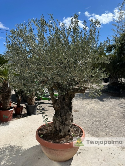 Drzewo Oliwne, Oliwka europejska (Olea europaea) wys. całkowita: ok. 250cm OE40