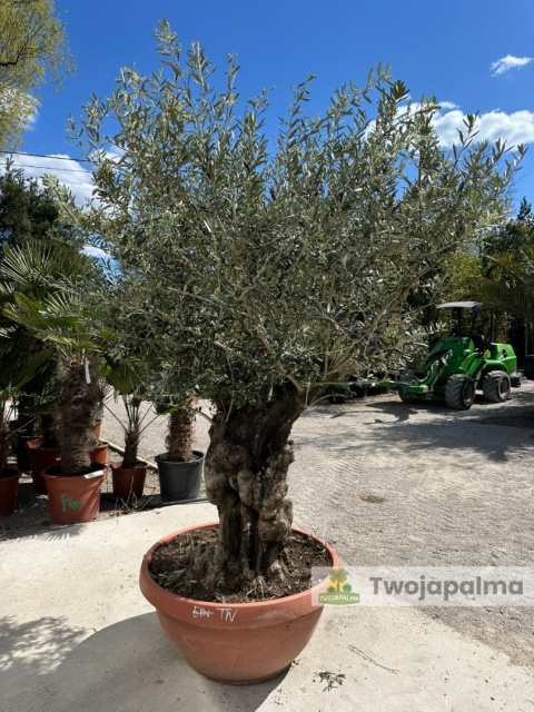 Drzewo Oliwne, Oliwka europejska (Olea europaea) wys. całkowita: ok. 250cm OE40