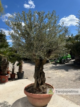 Drzewo Oliwne, Oliwka europejska (Olea europaea) wys. całkowita: ok. 250cm OE41