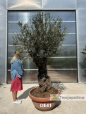 Drzewo Oliwne, Oliwka europejska (Olea europaea) wys. całkowita: ok. 250cm OE41